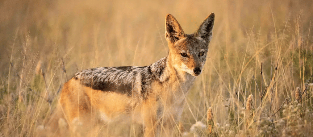 JACKAL-1