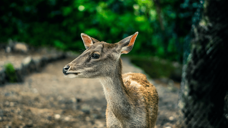 Dhela zone The Golden Tusk Jim Corbett, Safari in Corbett