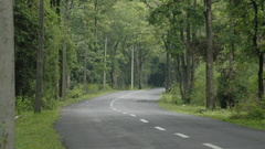 a road through the forest