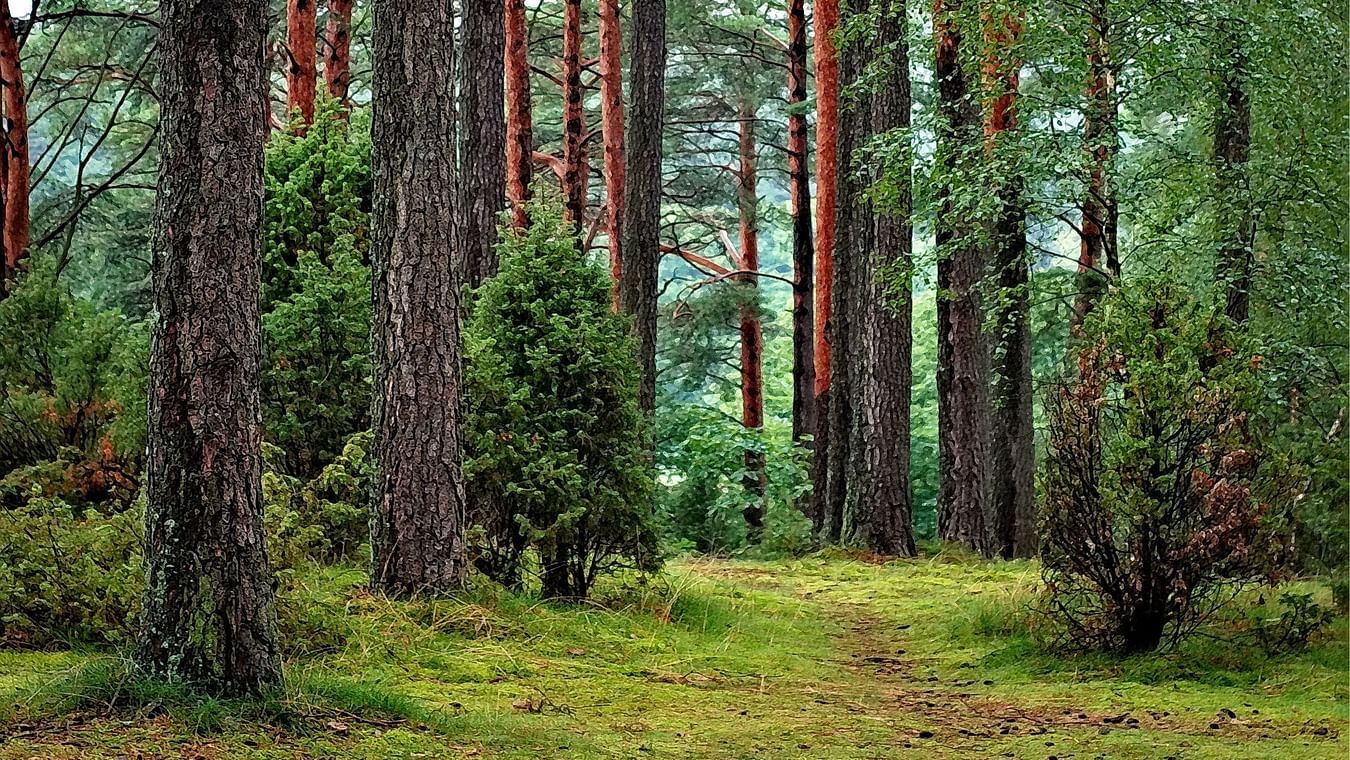 trees in a forest