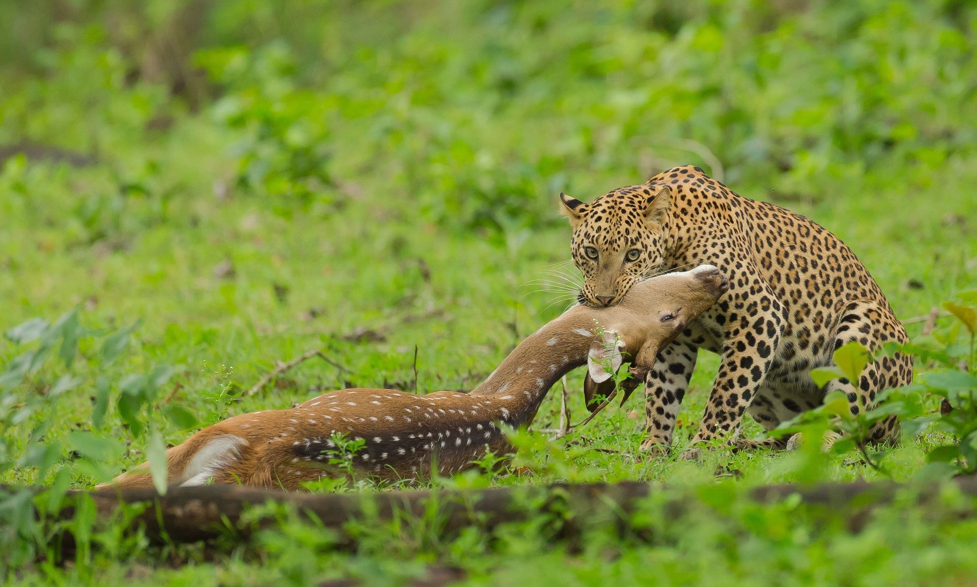 Leopard with spotted deer prey in green grass.