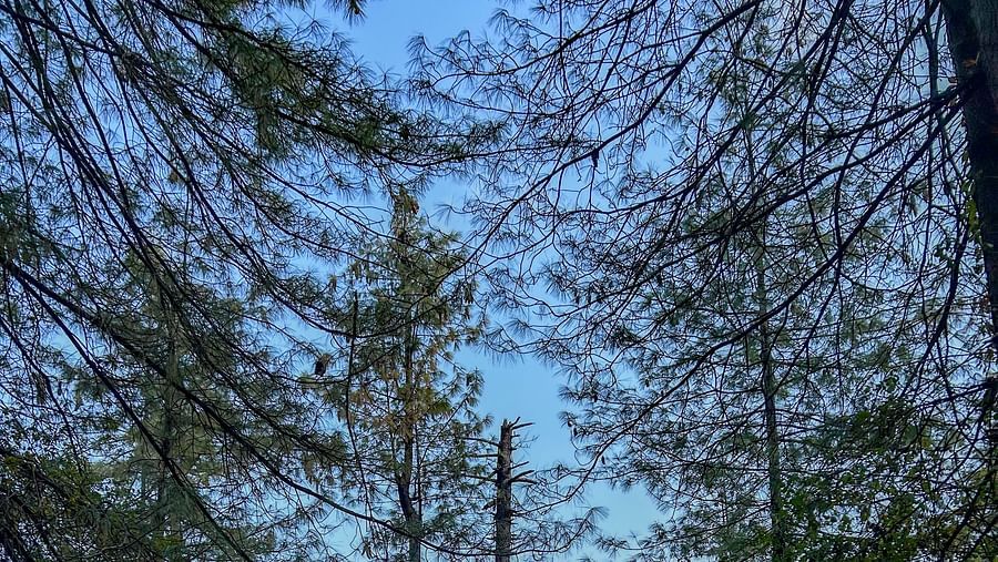 Misty pine forest surrounding Aranya Himalayan Retreat in Mashobra, ideal for peaceful nature walks and photography.