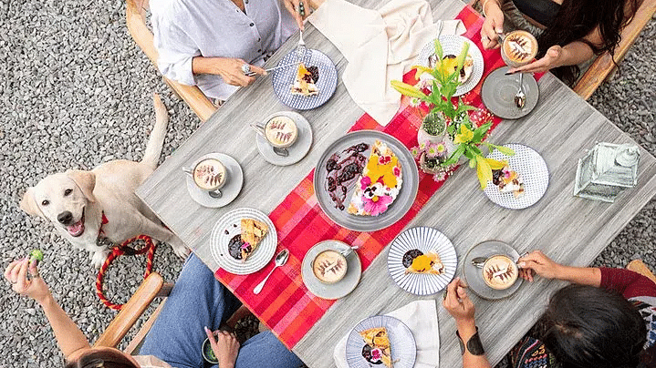 Aerial view of three people and a dog seated around a picnic meal at Karma Chalets.