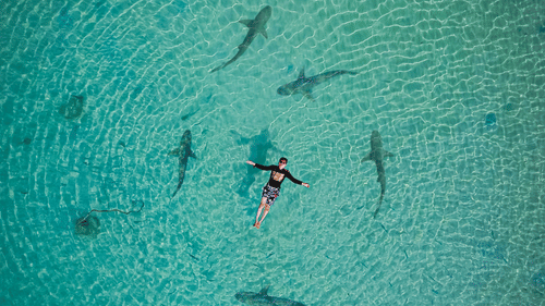 An aerial view shows several sharks swimming in shallow, turquoise water near a beach.