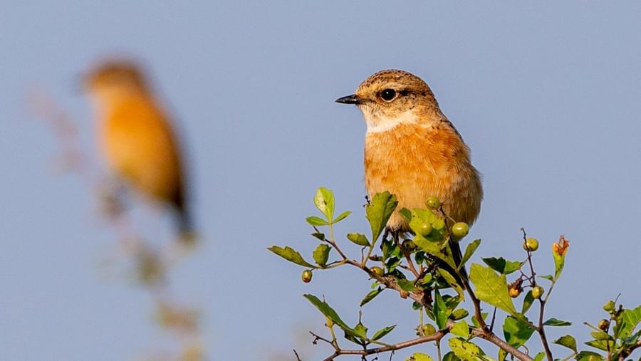 A image of a  Common Stonechat resting on a plant in the day time