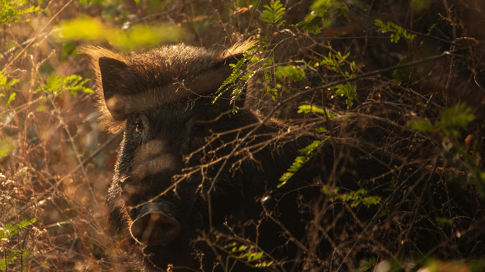 A close up shot of a wild boar looking into the camera with the sun shining down at it.