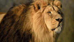 A close up shot of an asiatic lion - Jagira Ananta Elite Gir