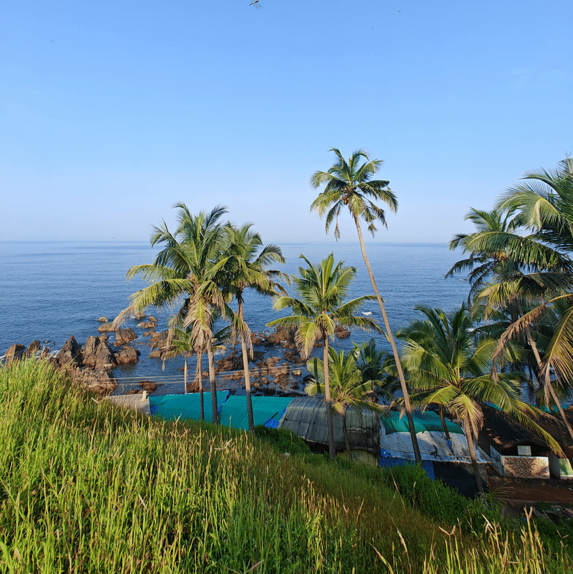 A scenic view of tall palm trees and vibrant green tropical plants overlooking the blue sea and coastline in South Goa.