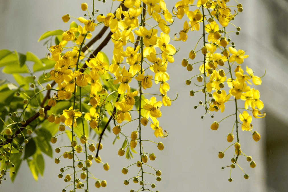 vishu