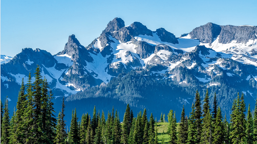 Snow-capped mountains with pine trees in the foreground under a clear blue sky.