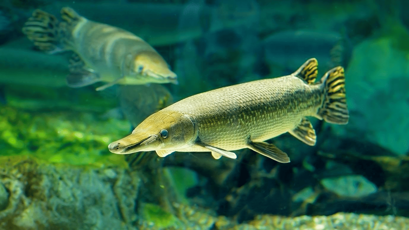 A large, primitive Alligator Gar fish with an elongated snout and a spotted, armour-like body.