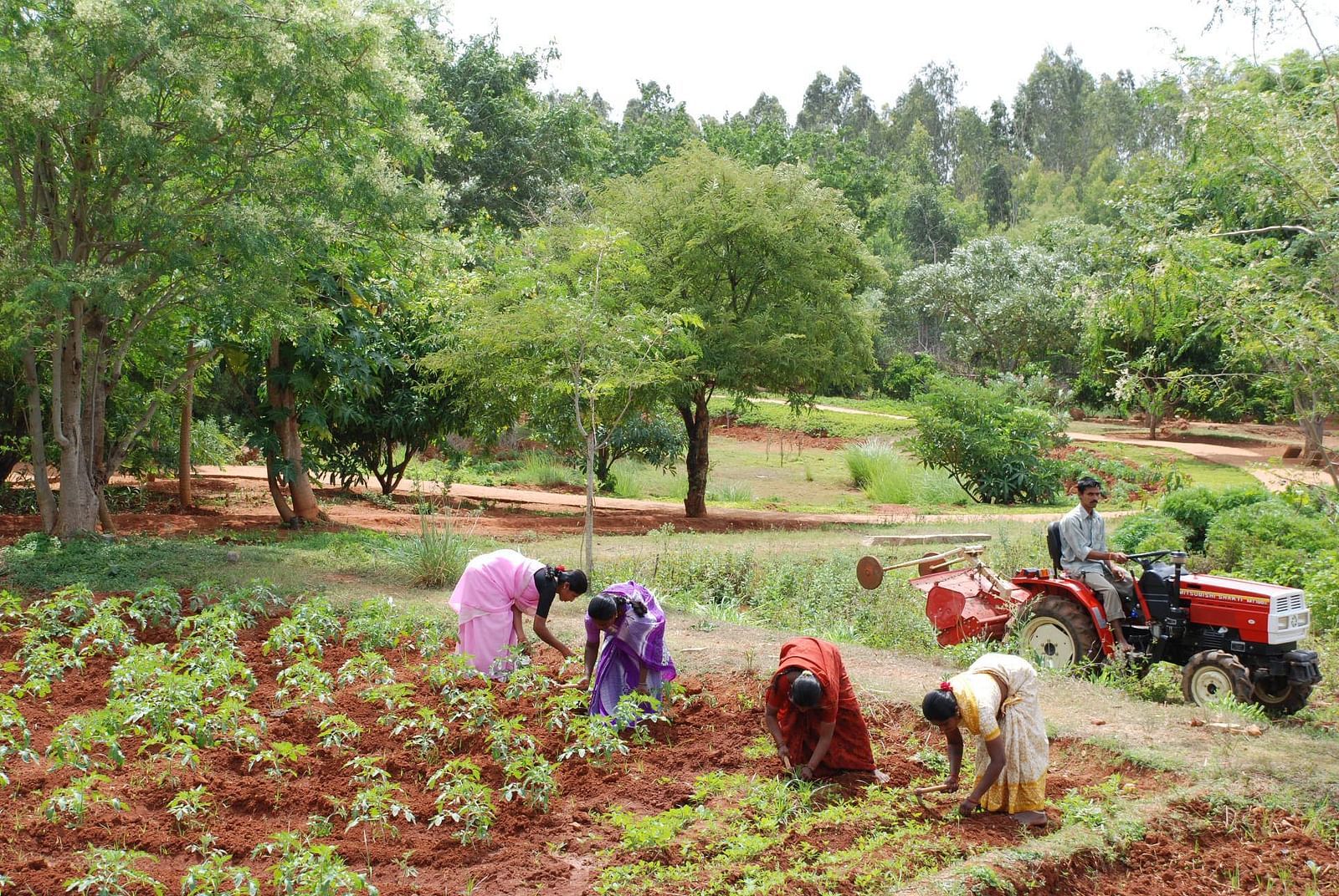 People working in a field with trees and a forest in the background.
