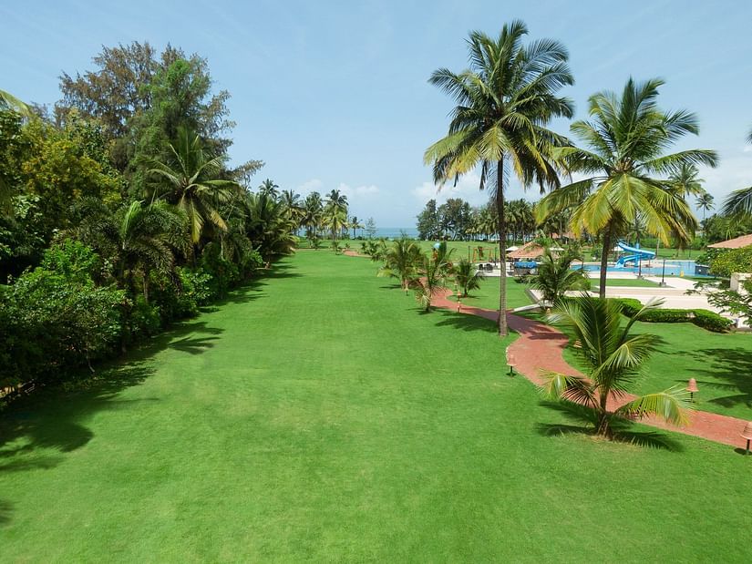 image of the sea breeze lawn with a lot of palm trees around the garden