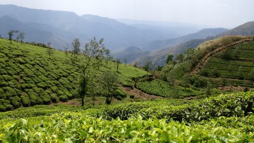 A scenic view of rolling hills covered in lush green tea plantations.