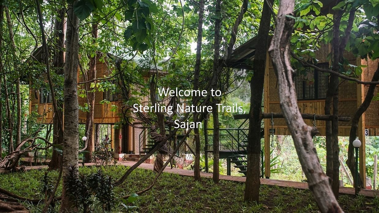 Two yellow tree top huts with stairs  and slanted roof nestled among nature