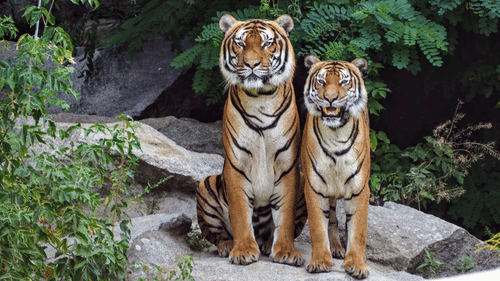 two tigers sitting and looking at the camera in Bandipur National Park.