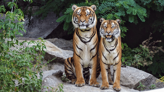 Two tigers sitting on a rocky structure with vegetation nearby and looking at the camera in Bandipur National Park. They are one of the many animals in Bandipur National Park.