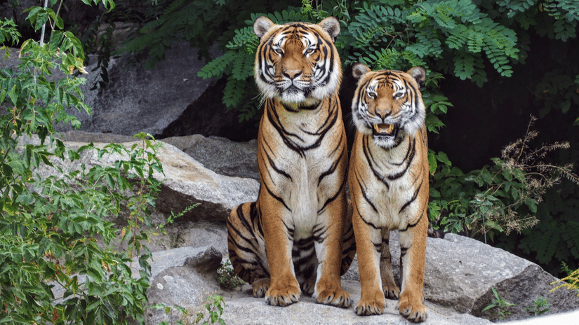Two tigers sitting on a rocky structure with vegetation nearby and looking at the camera in Bandipur National Park. They are one of the many animals in Bandipur National Park.