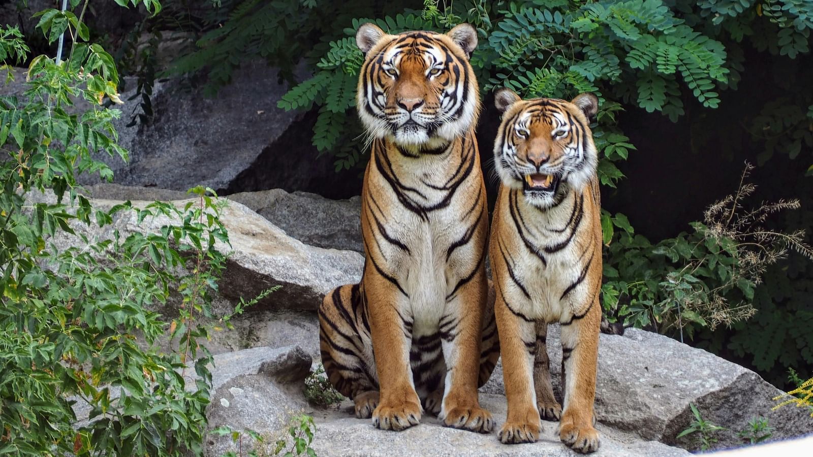 Two tigers sitting next to each other on a rocky surface with plants around them.