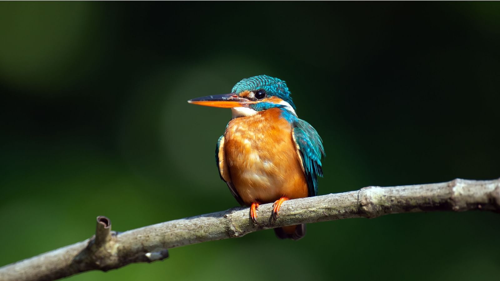 an image of a Kingfisher perches on a twig 