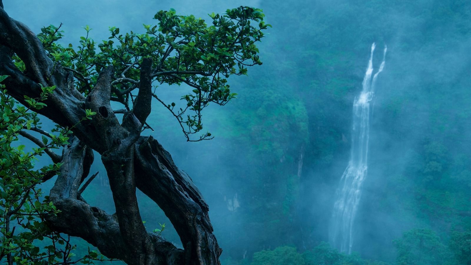 an image of a Tree with waterfall in the background 