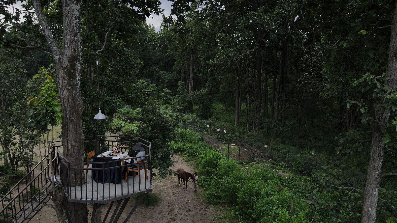 tea among trees