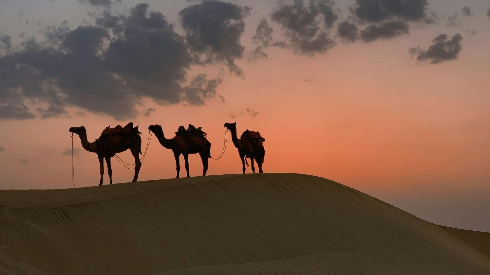 Three camels standing on a sandy dune after the sunset with orange hues in the sky.