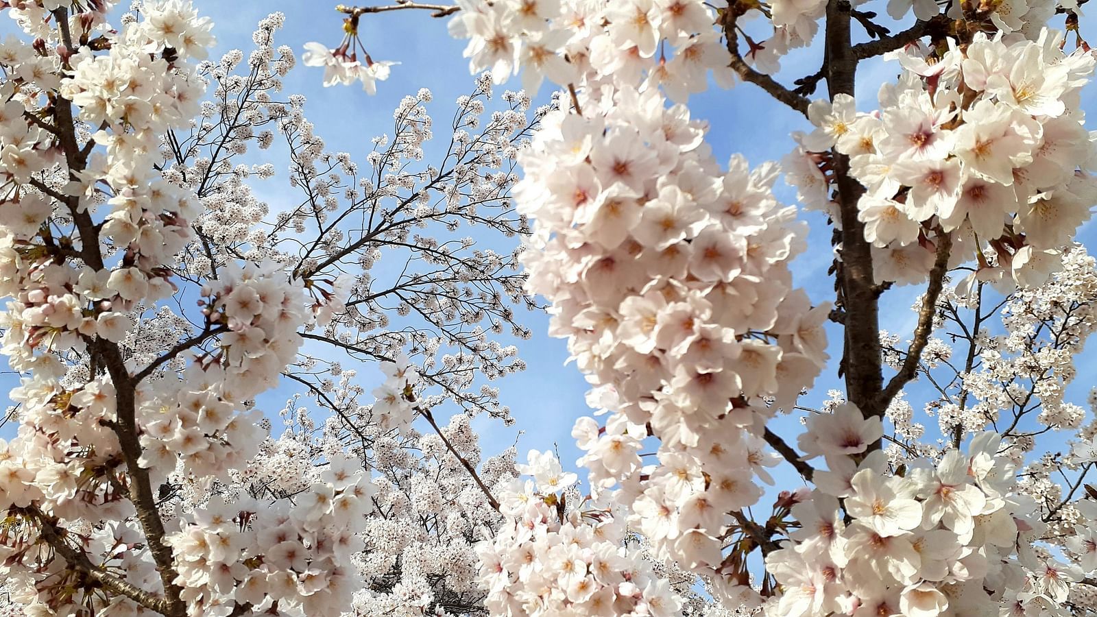 Image of bunch of flowers