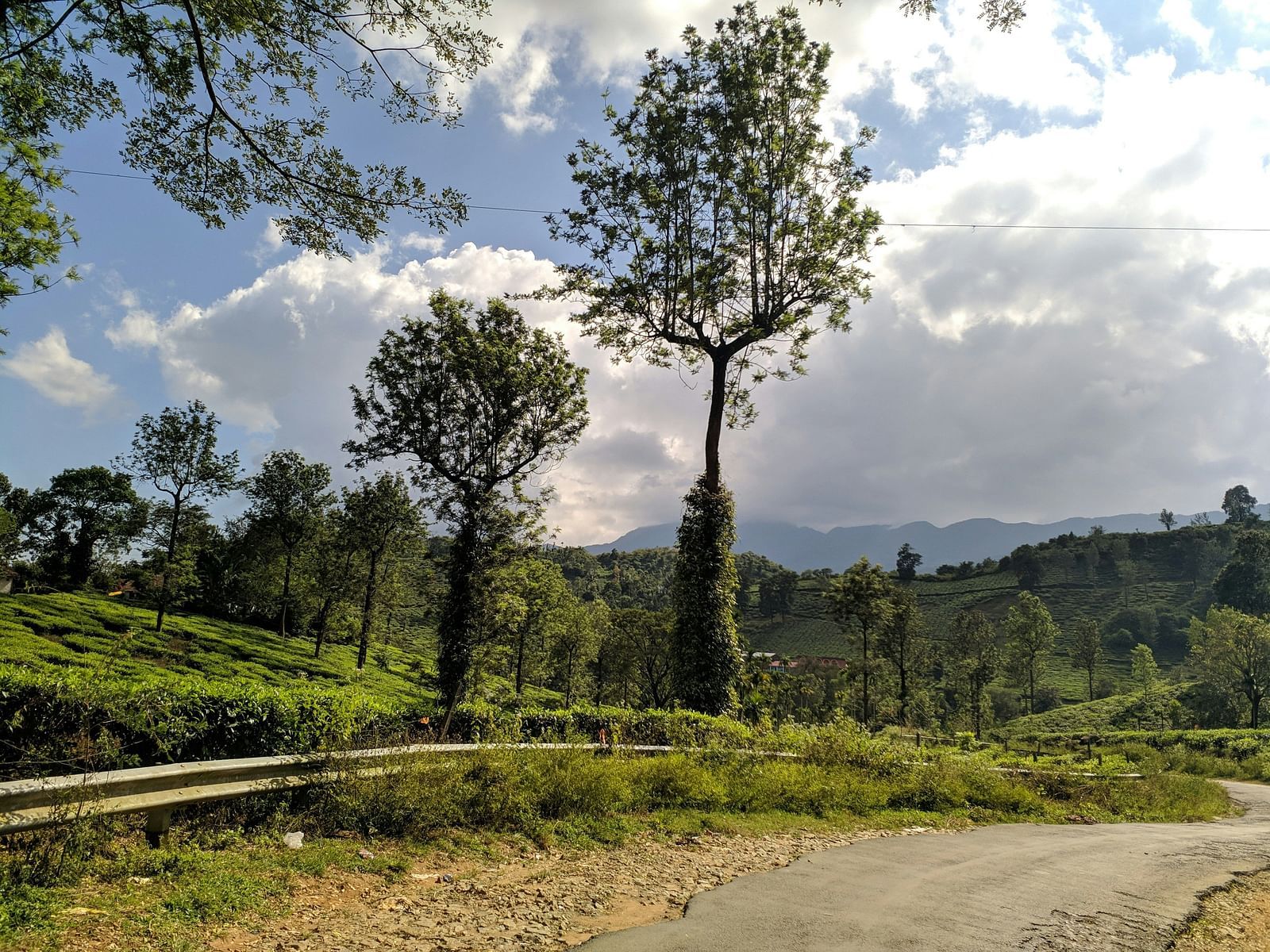 Winding road through lush green tea estates under a bright sky.