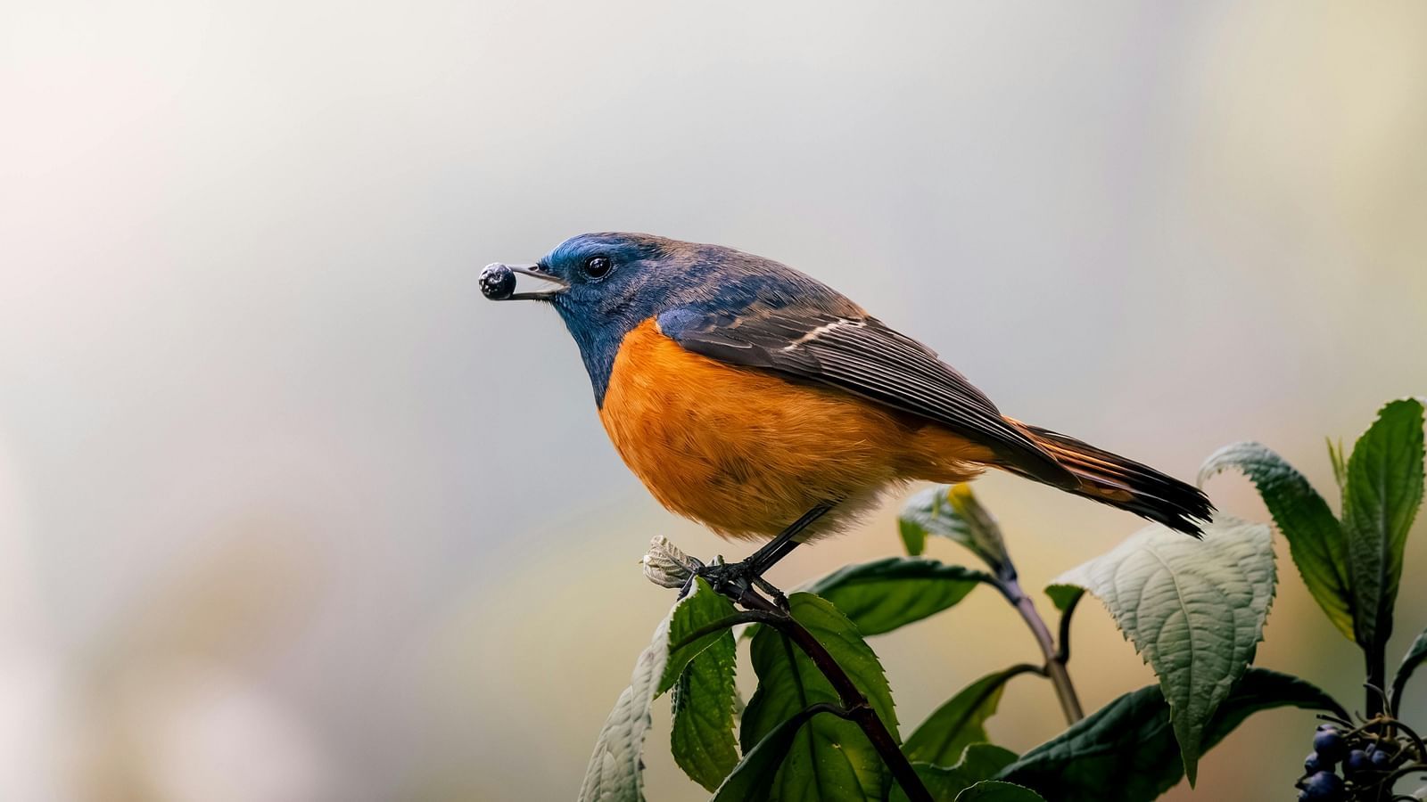 A small bird with a blue head, orange breast, and dark wings perched on a leafy branch.