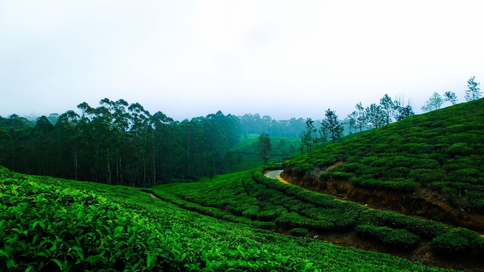 tea garden darjeeling in monsson