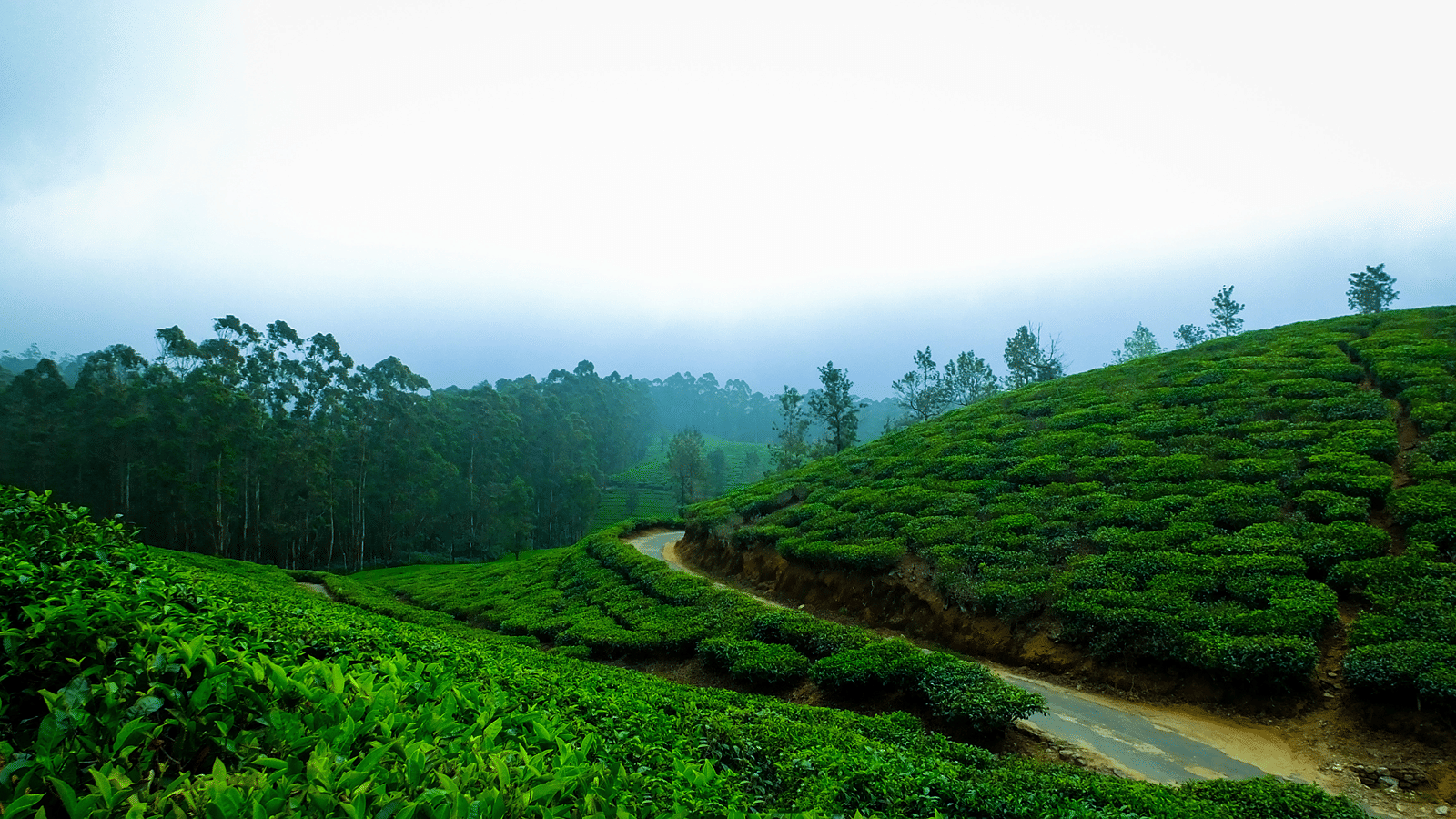 india-fog-tea-cool-tea-leaves
