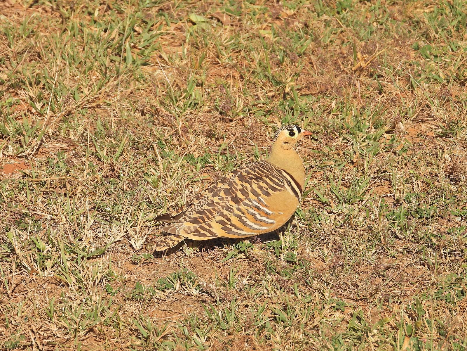 A bird resting on the ground with grass in the day time