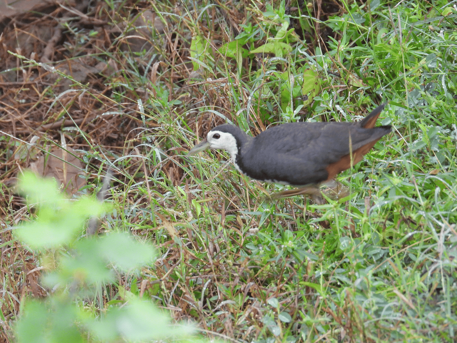 A close-up Picture of a white breasted waterhen moving on the grass
