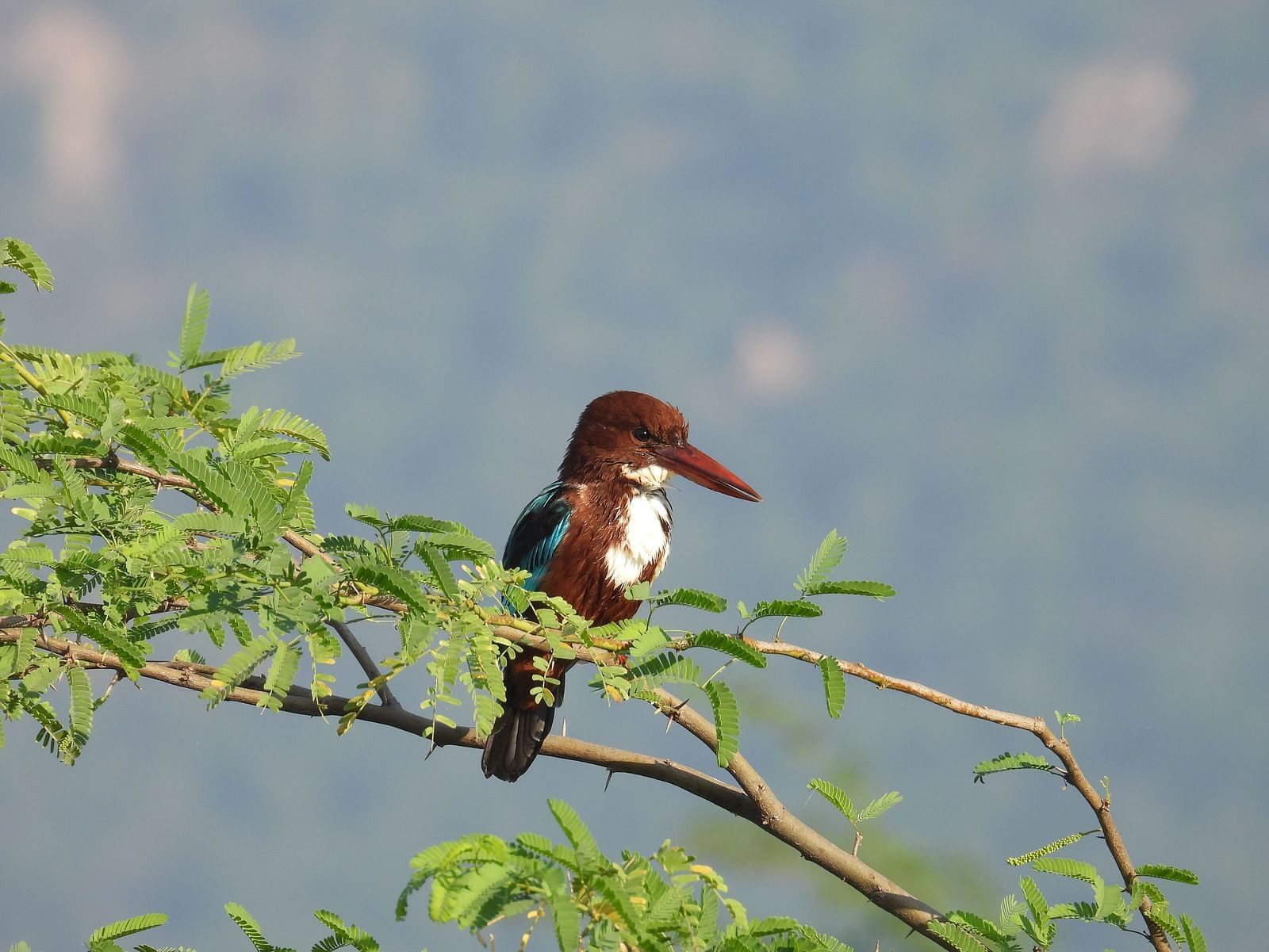 A picture featuring a bird perching on a tree with thorns