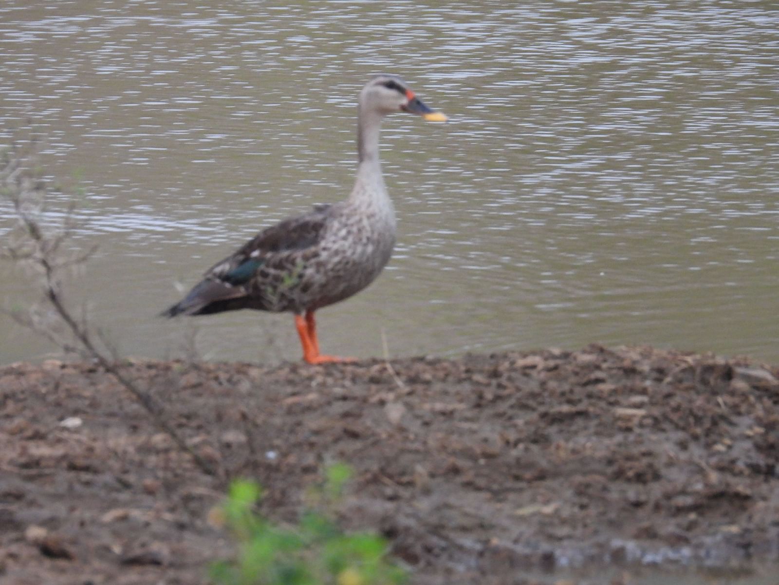 A picture featuring a spot bill duck standing on the ground, there is a water body in the background