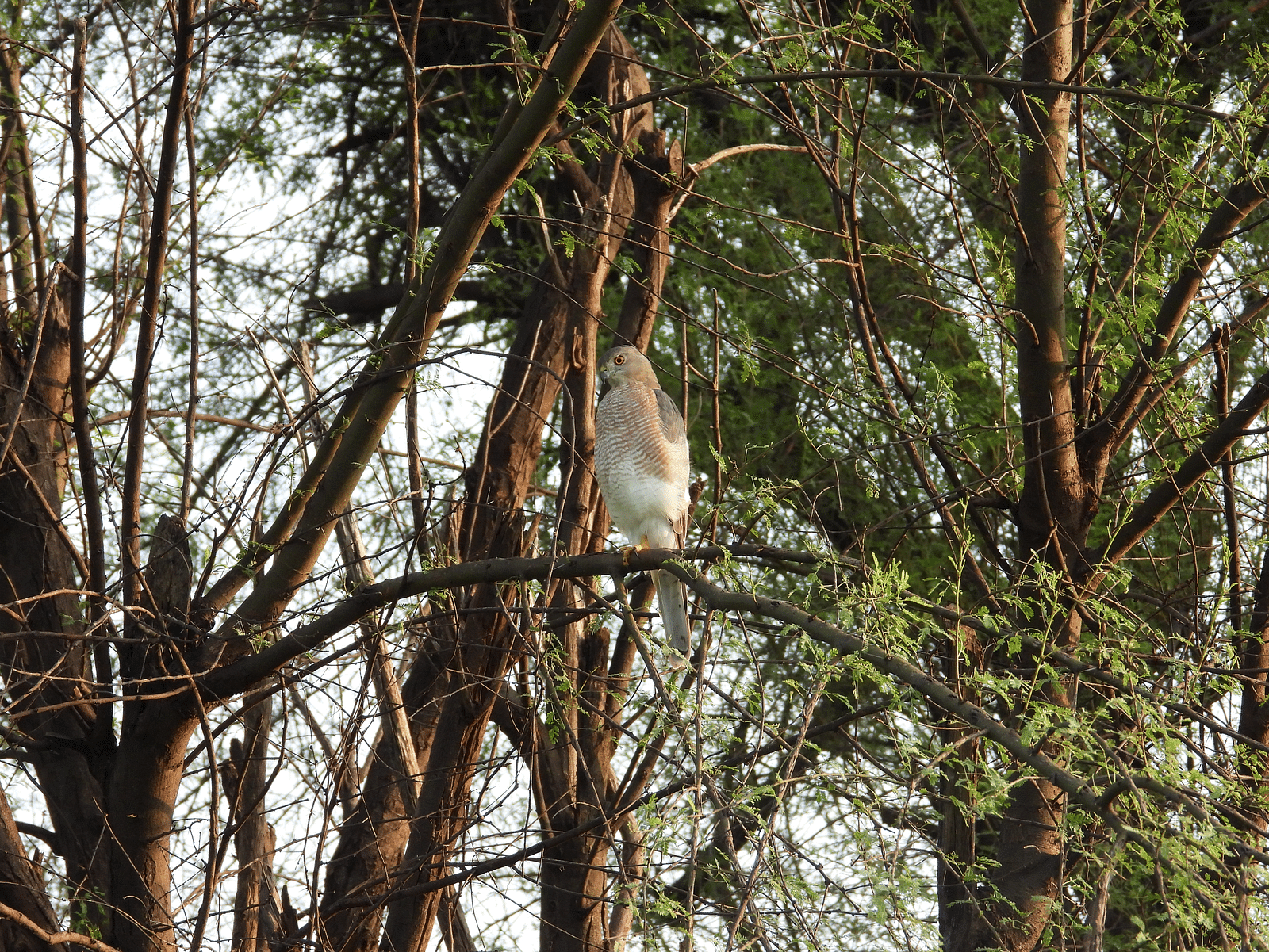 An image featuring a Shikra bird perching on a tree branch, with the trees in the background