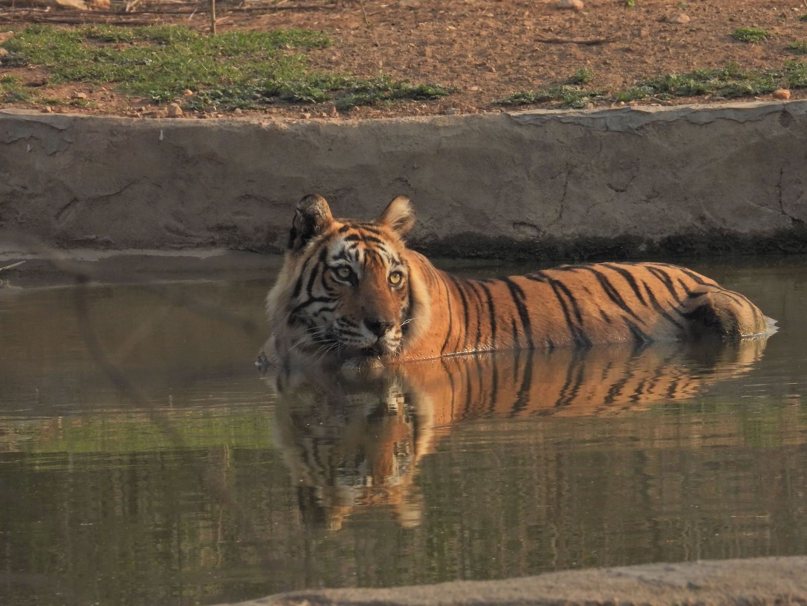 A Bengal tiger partially submerged in a waterhole, resting calmly and gazing ahead inside a wildlife reserve at Utsav Camp Sariska.