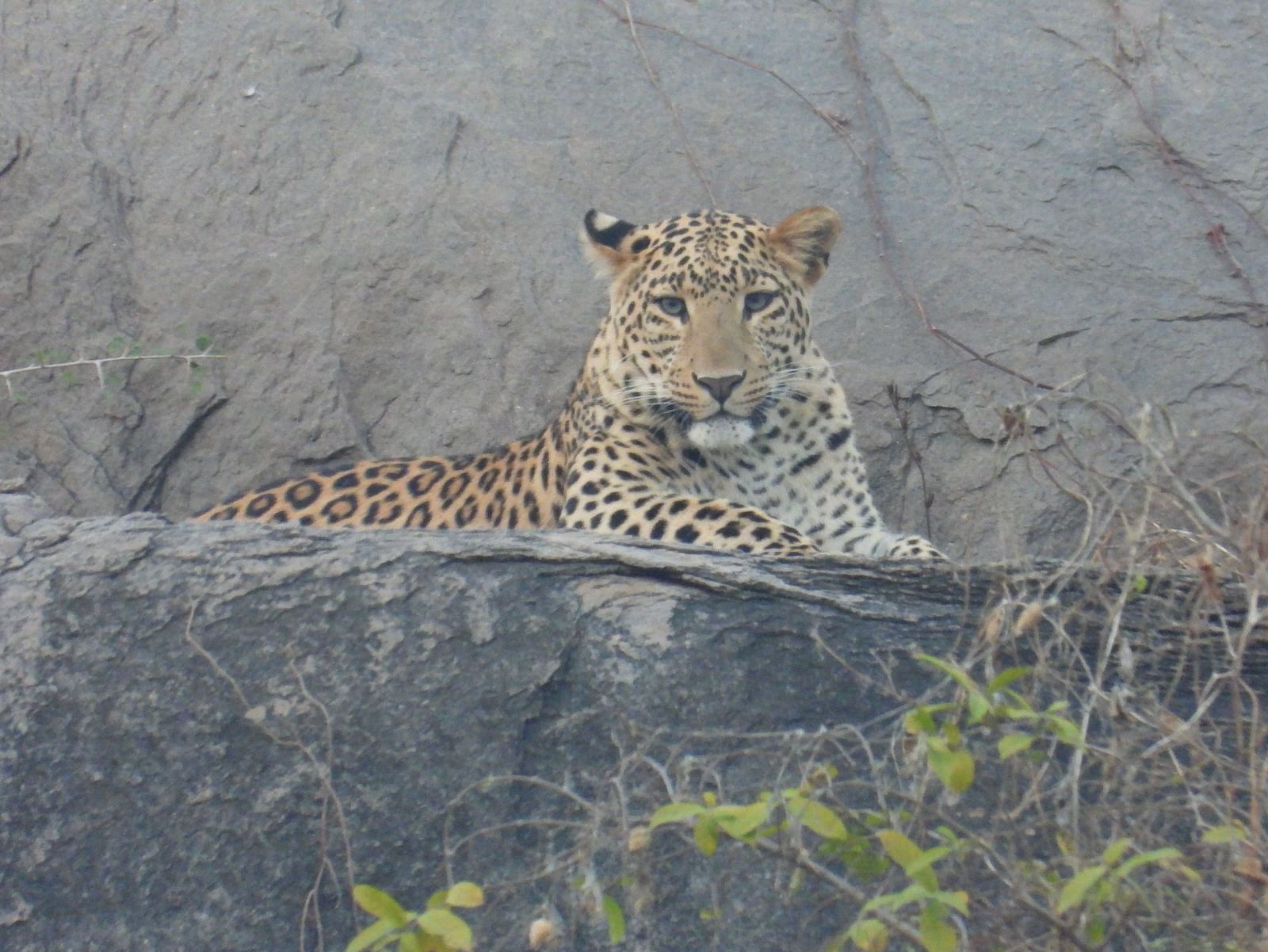 A majestic leopard lounges on a rocky perch, its golden coat blending seamlessly with the wild terrain, embodying strength, grace, and perfect camouflage.