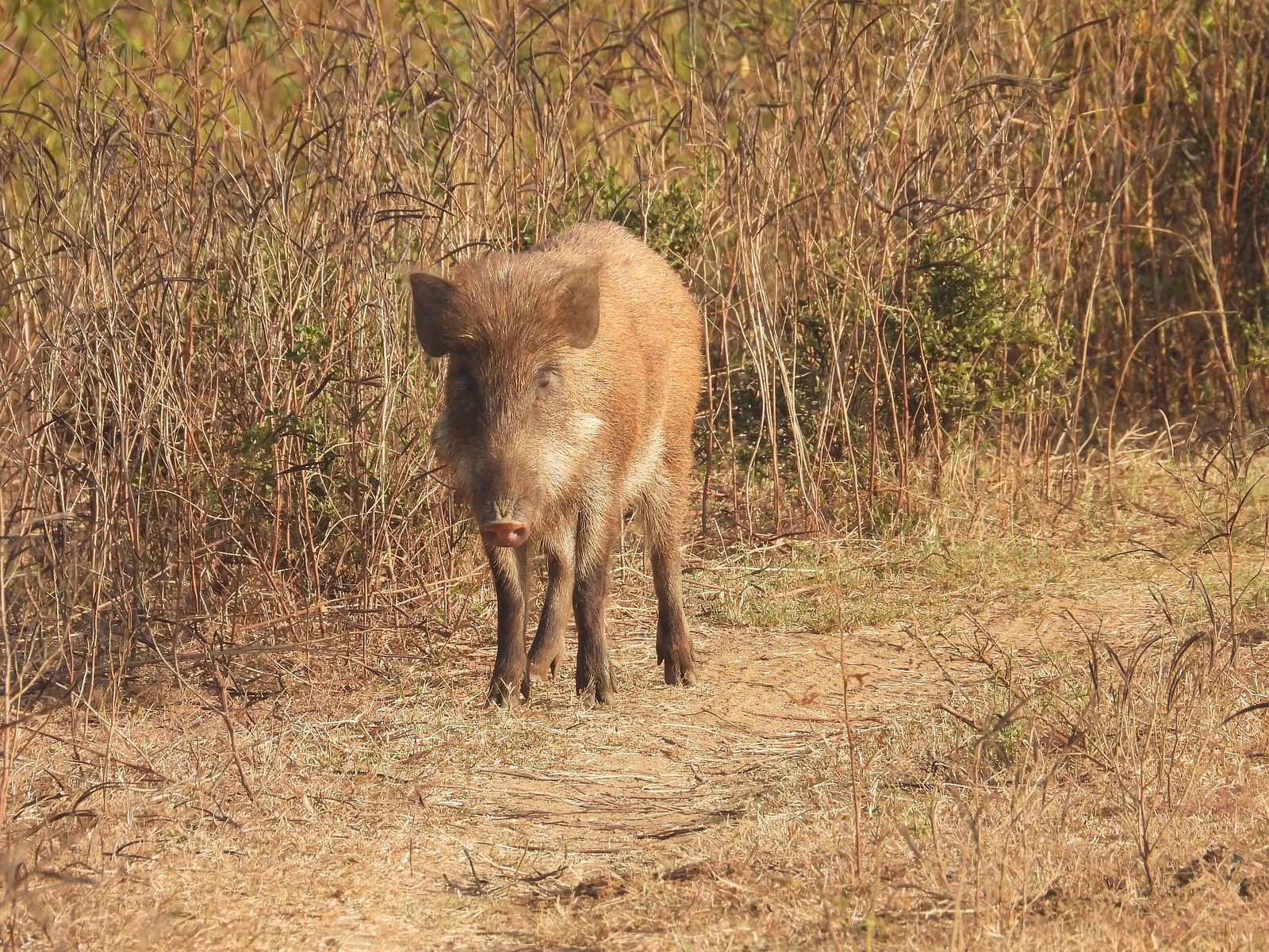 A wild pig roaming in the bushes during a sunny day