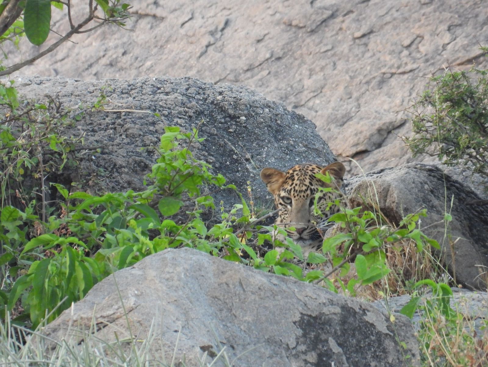 An overview of a boulder region with a leopard hiding behind some bushes.