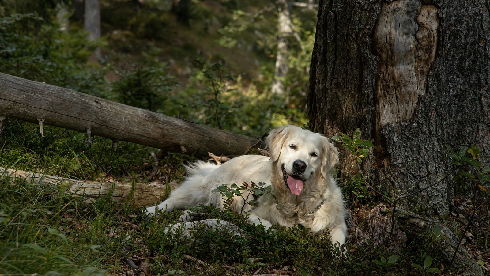 a golden retriever sitting in front of a log in a lush green forest