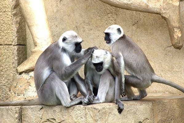 green-monkeys-monkey-old-world-monkey-monkey-family-66865
