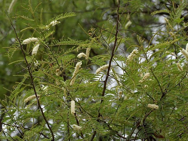 A image featuring the Acacia Catechu (Khair) captured in the day time