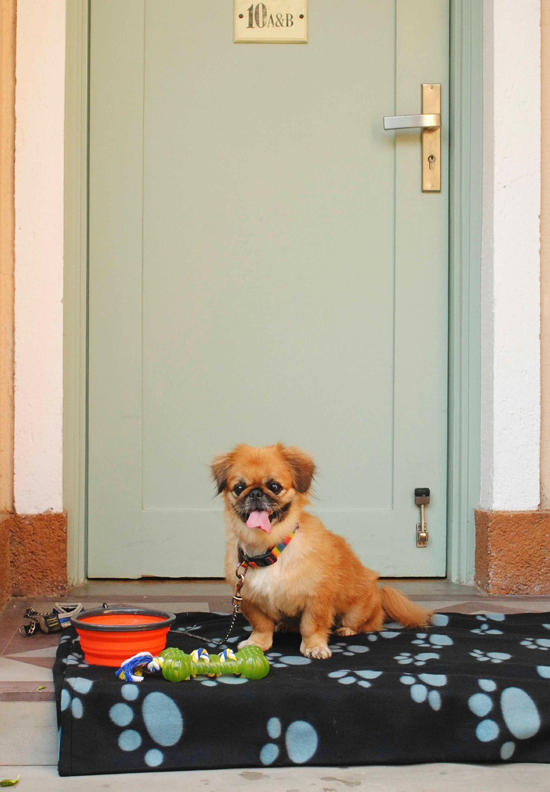 Paw-printed cushioned dog mat on which a leashed dog is sitting and a bowl and a chew toy are placed beside a door, at Karma Chalets.