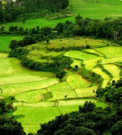 Aerial view of a field with crops and trees surrounding it.
