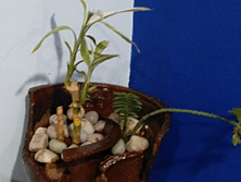 Environment Day Activity 2018 11 - The Orchid Hotel Pune