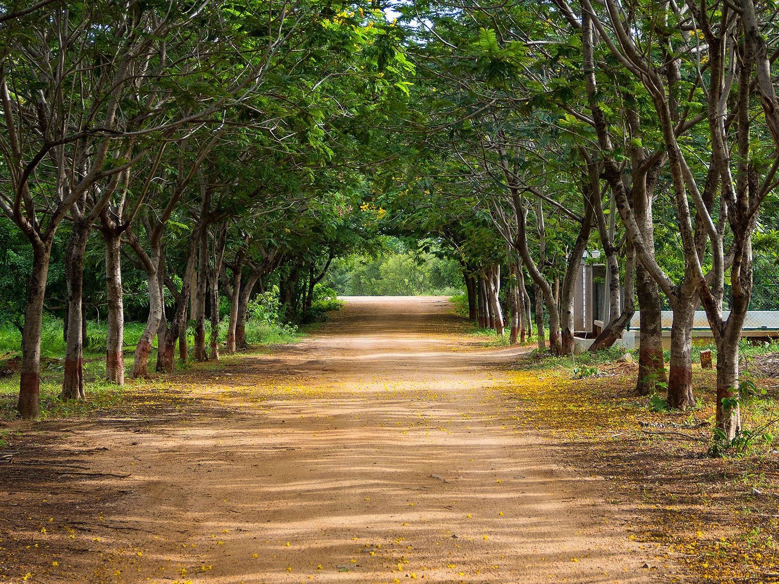 A trail at Swosti Chilika Resort lined by trees
