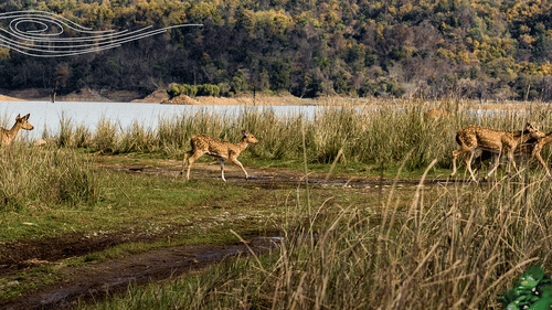 Safari Deer in jim corbett