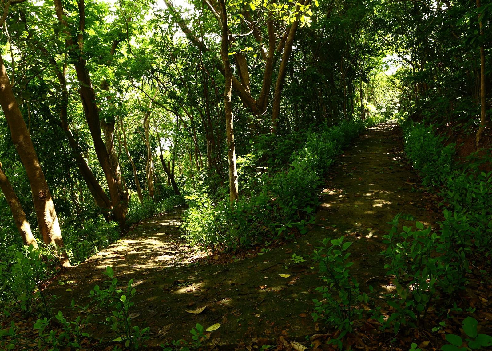 Sunlit trail surrounded by tall green trees at Flower Island Resort.